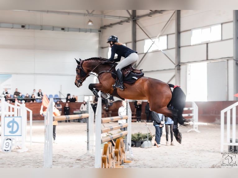 Belgisches Warmblut Stute 10 Jahre 164 cm Rotbrauner in Brovary