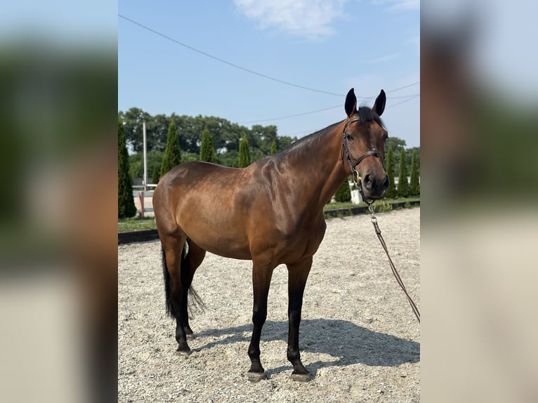 Belgisches Warmblut Stute 10 Jahre 164 cm Rotbrauner in Brovary