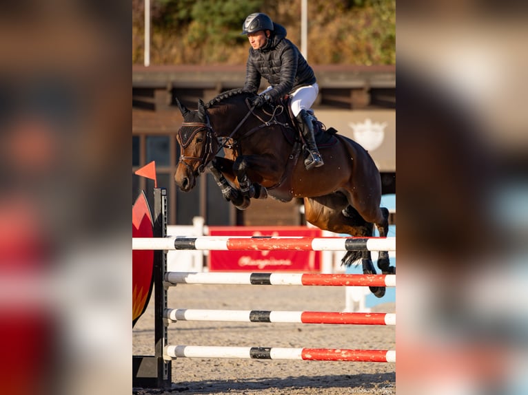 Belgisches Warmblut Stute 10 Jahre 164 cm Rotbrauner in Brovary