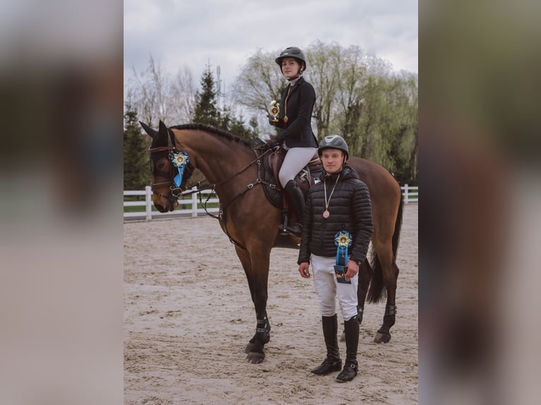 Belgisches Warmblut Stute 10 Jahre 164 cm Rotbrauner in Brovary