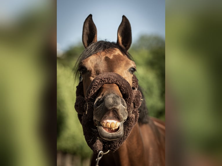Belgisches Warmblut Stute 10 Jahre 164 cm Rotbrauner in Brovary