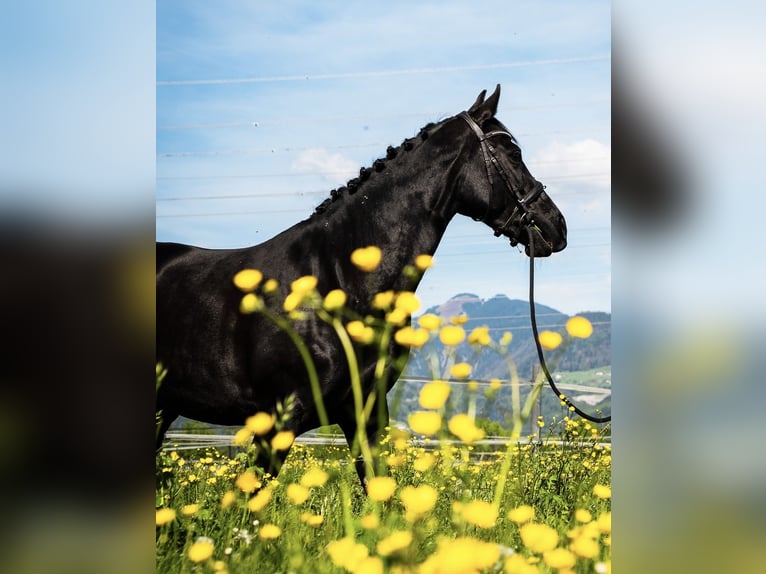 Belgisches Warmblut Stute 10 Jahre 165 cm Rappe in Rankweil