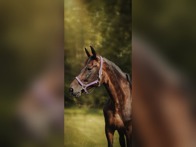Belgisches Warmblut Stute 10 Jahre 168 cm Dunkelbrauner in Neumarkt in der Oberpfalz