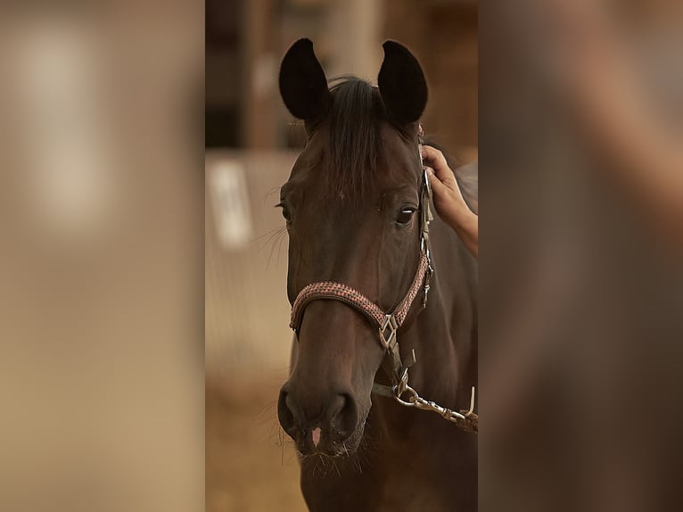 Belgisches Warmblut Stute 10 Jahre 168 cm Dunkelbrauner in Neumarkt in der Oberpfalz
