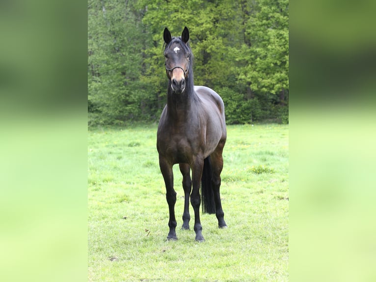 Belgisches Warmblut Stute 10 Jahre 168 cm Dunkelbrauner in GROBBENDONK