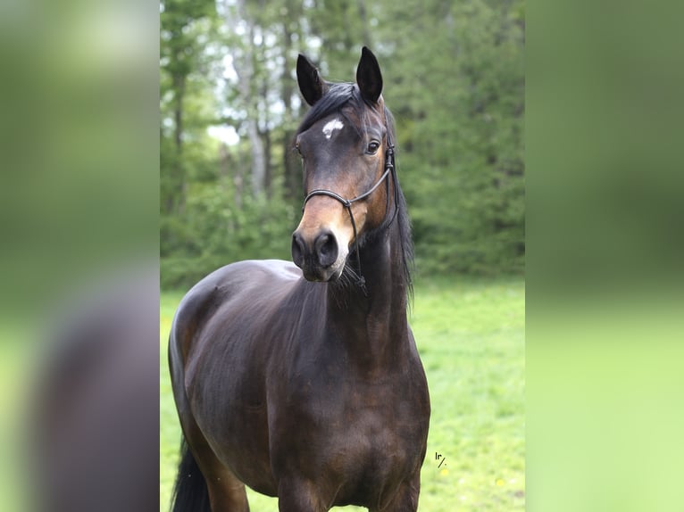 Belgisches Warmblut Stute 10 Jahre 168 cm Dunkelbrauner in GROBBENDONK