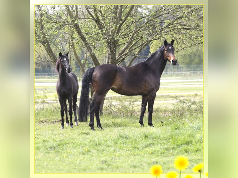 Belgisches Warmblut Stute 10 Jahre 168 cm Dunkelbrauner in GROBBENDONK
