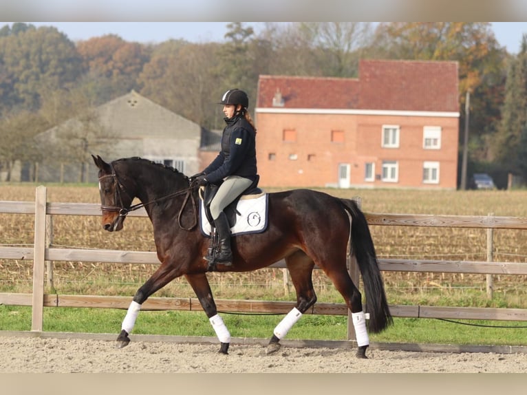 Belgisches Warmblut Stute 10 Jahre 168 cm Schwarzbrauner in Bogaarden