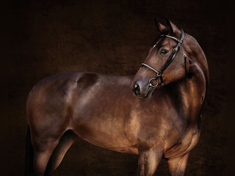 Belgisches Warmblut Stute 10 Jahre 170 cm Brauner in GROTE-BROGEL