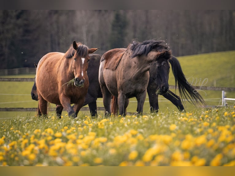 Belgisches Warmblut Stute 10 Jahre 172 cm Brauner in Jengen