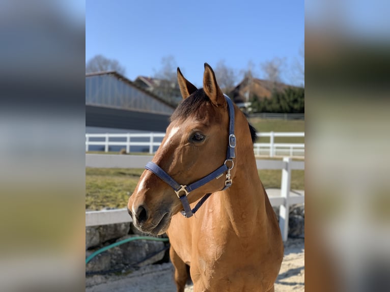 Belgisches Warmblut Stute 10 Jahre 172 cm Brauner in Jengen