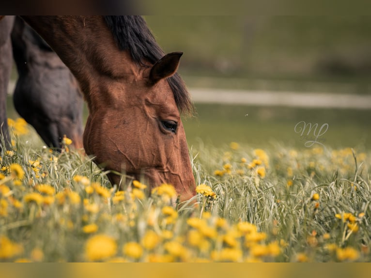 Belgisches Warmblut Stute 10 Jahre 172 cm Brauner in Jengen