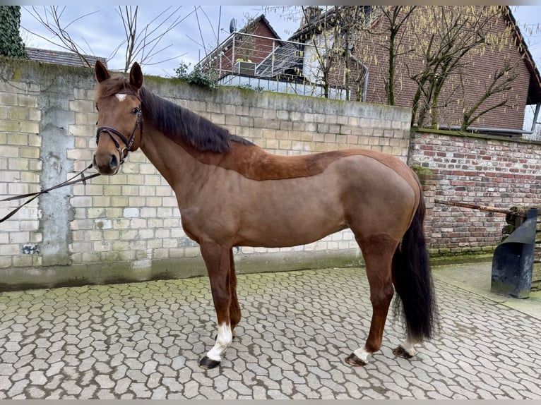 Belgisches Warmblut Stute 10 Jahre 172 cm Fuchs in Grevenbroich