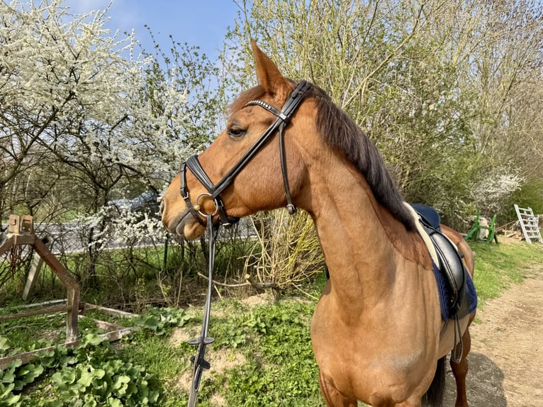Belgisches Warmblut Stute 10 Jahre 172 cm Fuchs in Grevenbroich