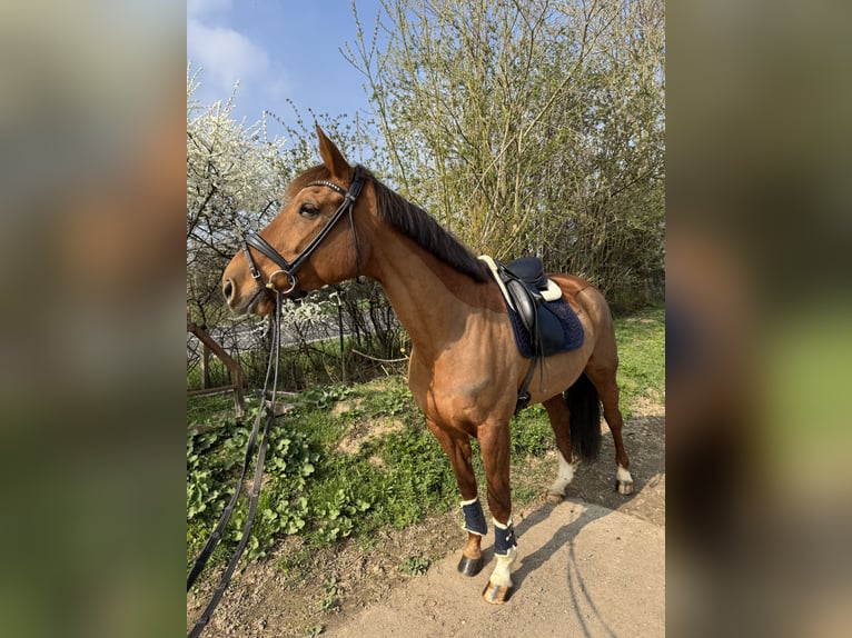 Belgisches Warmblut Stute 10 Jahre 172 cm Fuchs in Grevenbroich