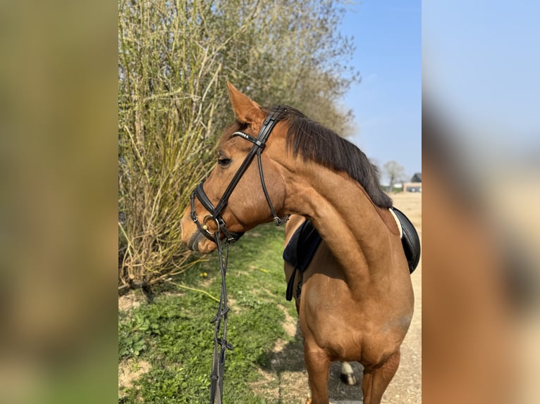 Belgisches Warmblut Stute 10 Jahre 172 cm Fuchs in Grevenbroich