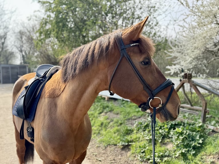 Belgisches Warmblut Stute 10 Jahre 172 cm Fuchs in Grevenbroich