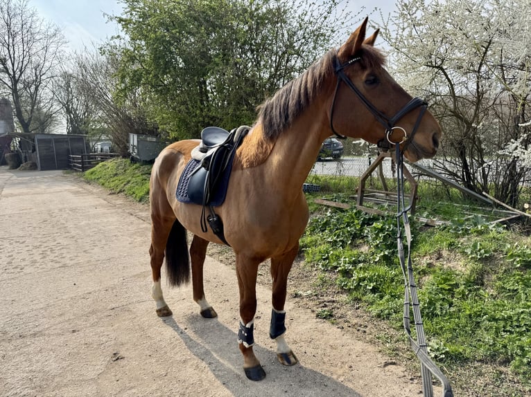 Belgisches Warmblut Stute 10 Jahre 172 cm Fuchs in Grevenbroich
