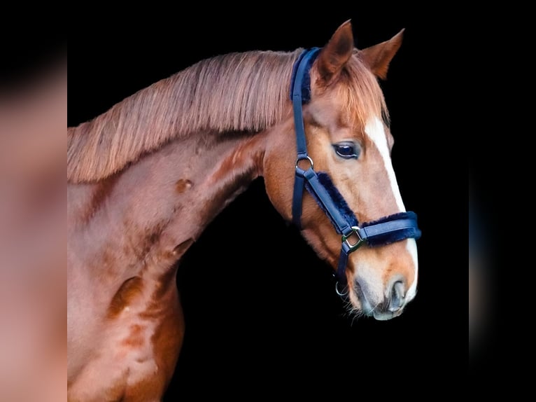 Belgisches Warmblut Stute 10 Jahre 175 cm Fuchs in Herne