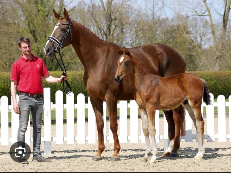Belgisches Warmblut Stute 10 Jahre 175 cm Fuchs in Herne