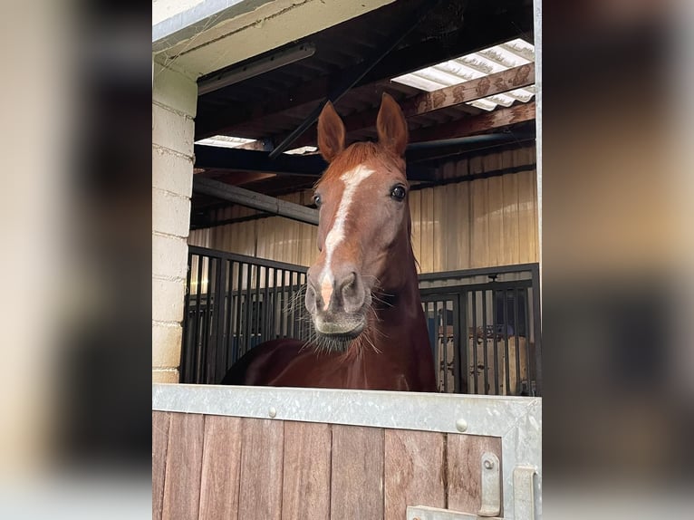 Belgisches Warmblut Stute 10 Jahre 175 cm Fuchs in Herne