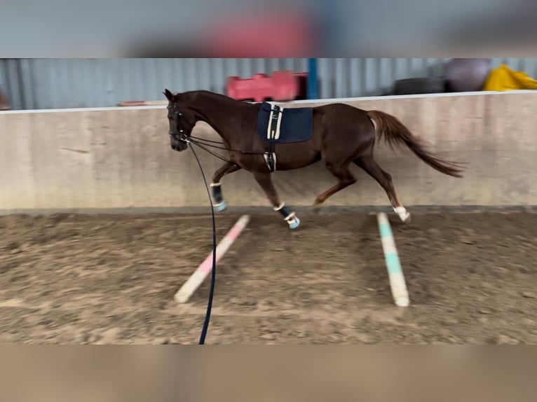 Belgisches Warmblut Stute 10 Jahre 175 cm Fuchs in Herne