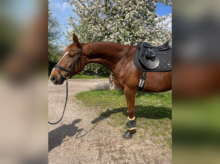 Belgisches Warmblut Stute 10 Jahre 175 cm Fuchs in Herne