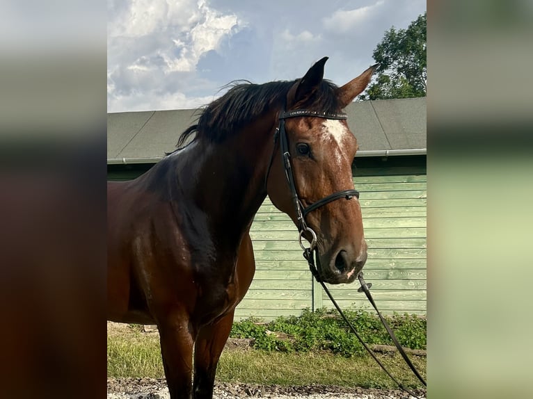 Belgisches Warmblut Stute 10 Jahre 180 cm Rotbrauner in Budapest