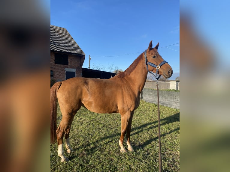 Belgisches Warmblut Stute 10 Jahre Brauner in GdańskGdańsk Belgisches Warmblut Stute 10 Jahre Brauner in GdańskGdańsk