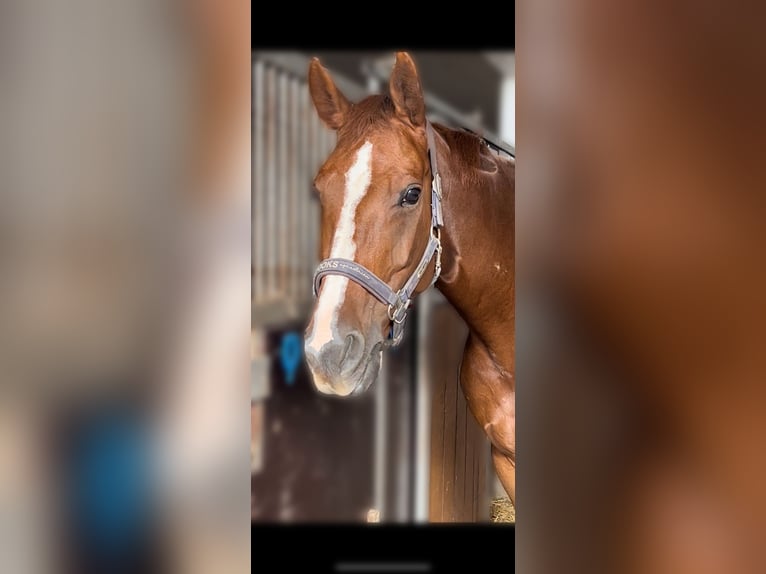 Belgisches Warmblut Stute 10 Jahre Fuchs in EschbornEschborn