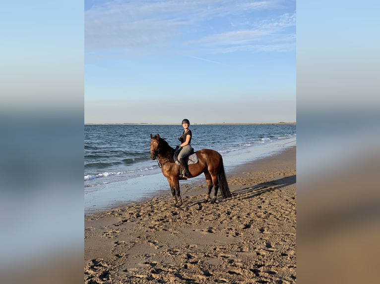 Belgisches Warmblut Stute 11 Jahre 162 cm Brauner in Mönchengladbach