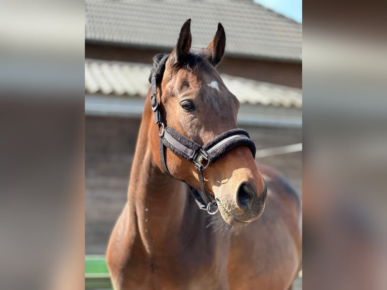 Belgisches Warmblut Stute 11 Jahre 162 cm Brauner in Mönchengladbach