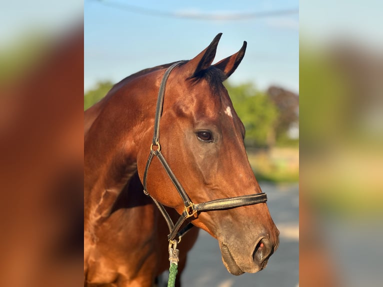 Belgisches Warmblut Stute 11 Jahre 162 cm Brauner in Mönchengladbach