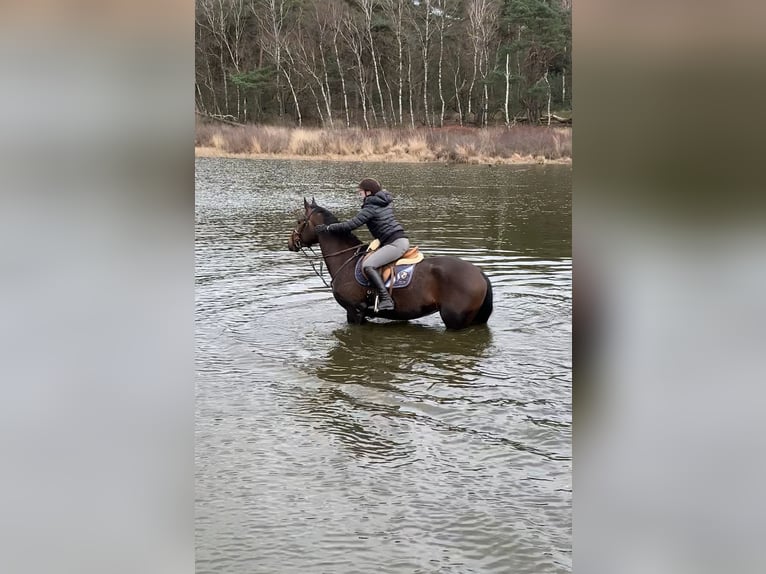 Belgisches Warmblut Stute 11 Jahre 162 cm Brauner in Mönchengladbach