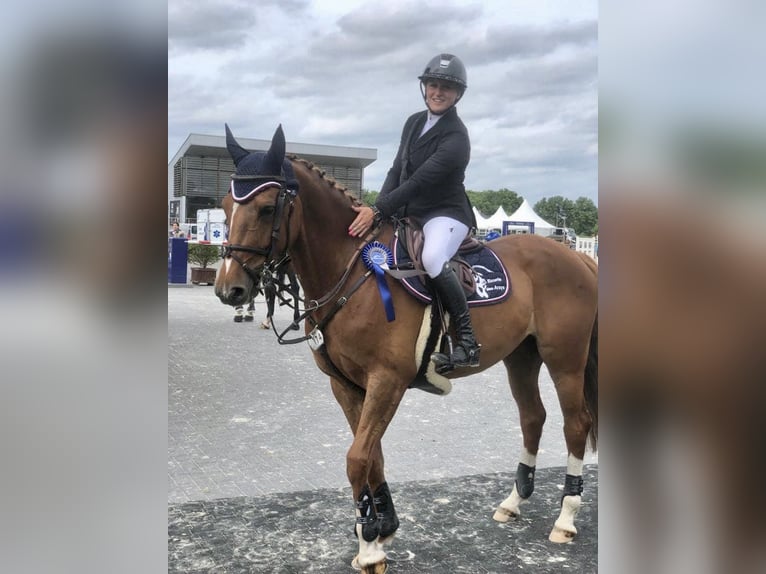 Belgisches Warmblut Stute 11 Jahre 162 cm Dunkelfuchs in Forville