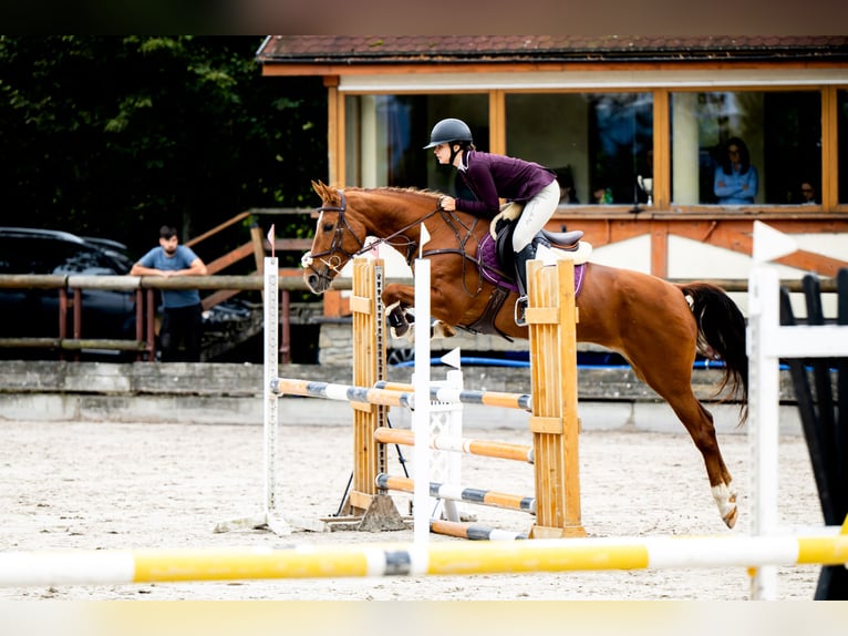 Belgisches Warmblut Stute 11 Jahre 164 cm Fuchs in Świerklaniec