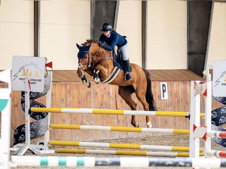 Belgisches Warmblut Stute 11 Jahre 164 cm Fuchs in Świerklaniec