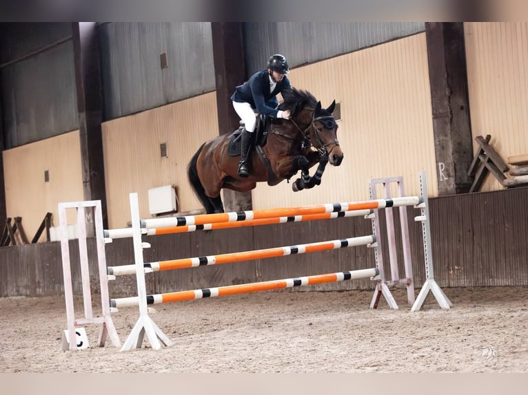 Belgisches Warmblut Stute 11 Jahre 164 cm Rotbrauner in Kyiv