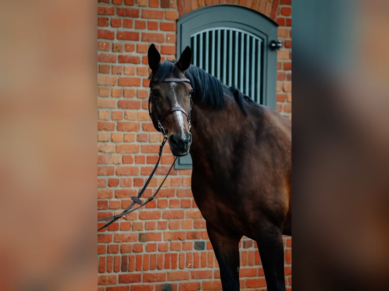 Belgisches Warmblut Stute 11 Jahre 165 cm Schwarzbrauner in Siedmiorogów Drugi