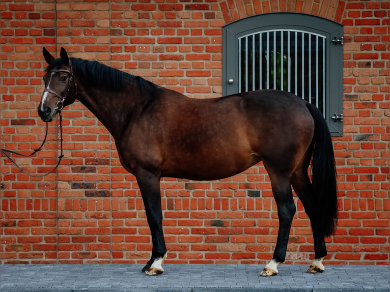Belgisches Warmblut Stute 11 Jahre 165 cm Schwarzbrauner in Siedmiorogów Drugi