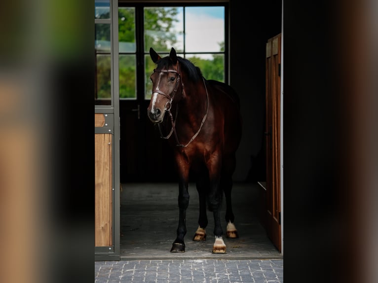 Belgisches Warmblut Stute 11 Jahre 165 cm Schwarzbrauner in Siedmiorogów Drugi