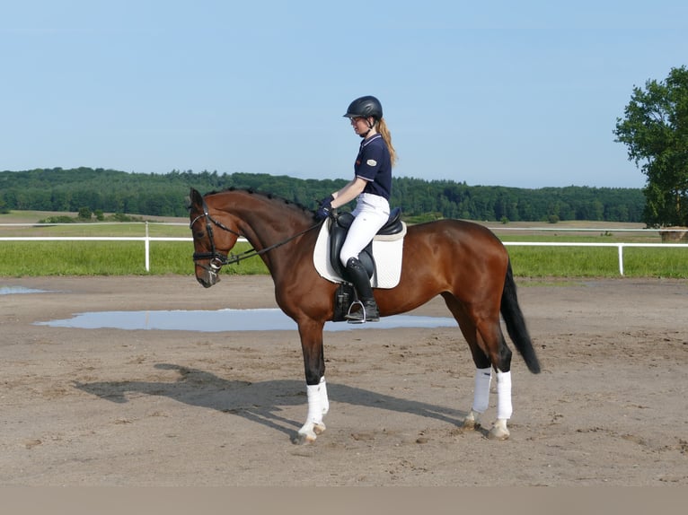 Belgisches Warmblut Stute 11 Jahre 167 cm Brauner in Ganschow