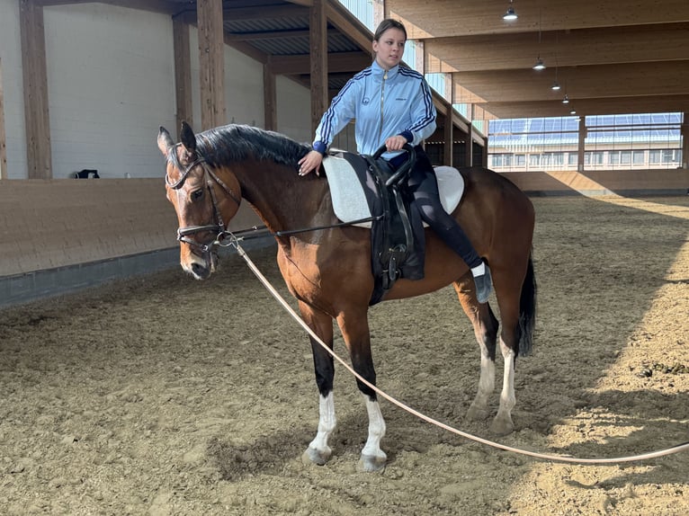 Belgisches Warmblut Stute 11 Jahre 167 cm Brauner in Ganschow