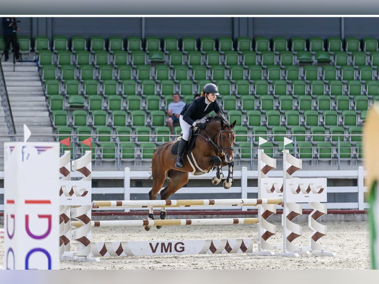 Belgisches Warmblut Stute 11 Jahre 167 cm Brauner in Ganschow