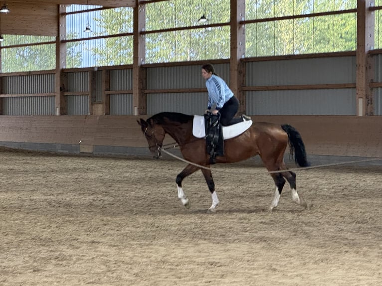 Belgisches Warmblut Stute 11 Jahre 167 cm Brauner in Ganschow
