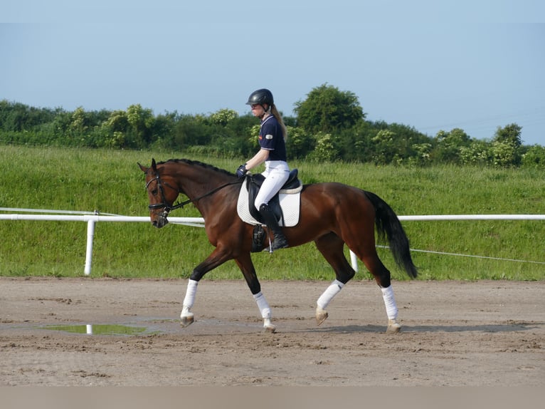 Belgisches Warmblut Stute 11 Jahre 167 cm Brauner in Ganschow