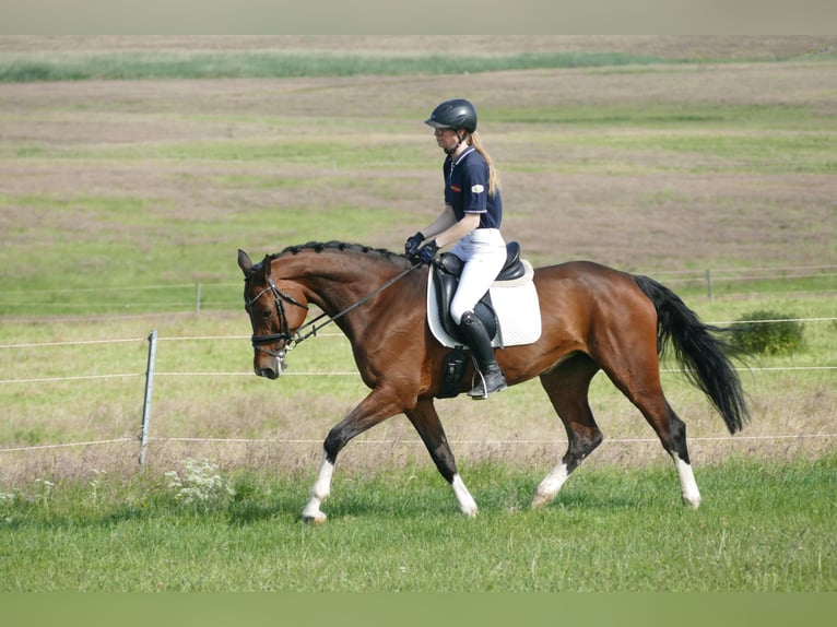 Belgisches Warmblut Stute 11 Jahre 167 cm Brauner in Ganschow