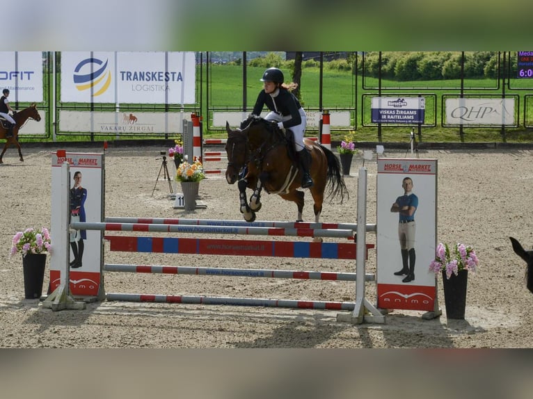 Belgisches Warmblut Stute 11 Jahre 167 cm Brauner in Ganschow