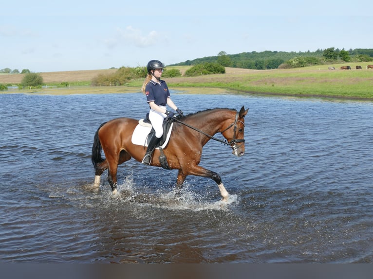 Belgisches Warmblut Stute 11 Jahre 167 cm Brauner in Ganschow