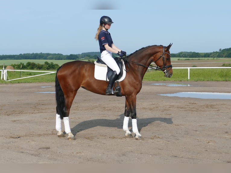 Belgisches Warmblut Stute 11 Jahre 167 cm Brauner in Ganschow